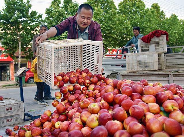 碭山互聯網水果新聞(碭山縣新聞網最新新聞)