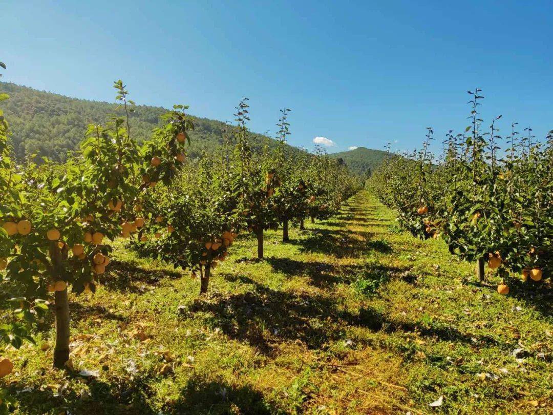 包含迪慶互聯網水果新聞的詞條