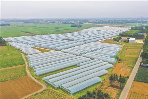 新聞晨報農(nóng)業(yè)互聯(lián)網(wǎng)(農(nóng)業(yè)新聞網(wǎng)微信公眾號)