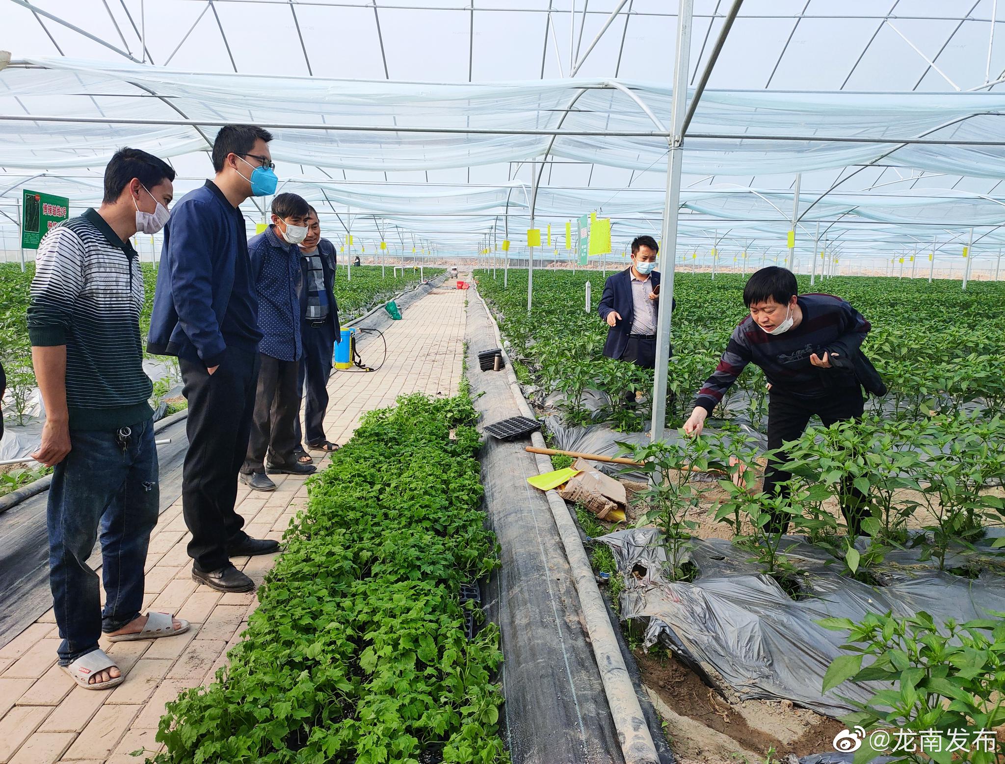 互聯網蔬菜新聞(互聯網蔬菜營銷方案)