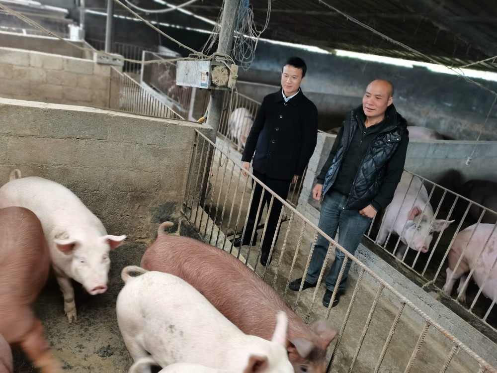 養豬互聯網新聞(養豬互聯網新聞稿件)