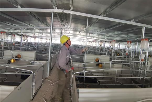 把豬場搬上互聯(lián)網(wǎng)的新聞(豬場是哪個(gè)互聯(lián)網(wǎng)公司的稱呼)