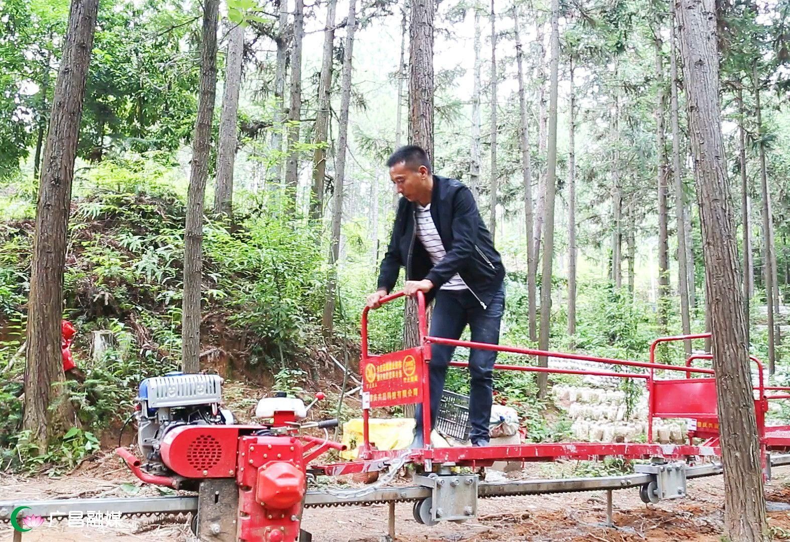 互聯網林下經濟新聞(互聯網+林業行動計劃)